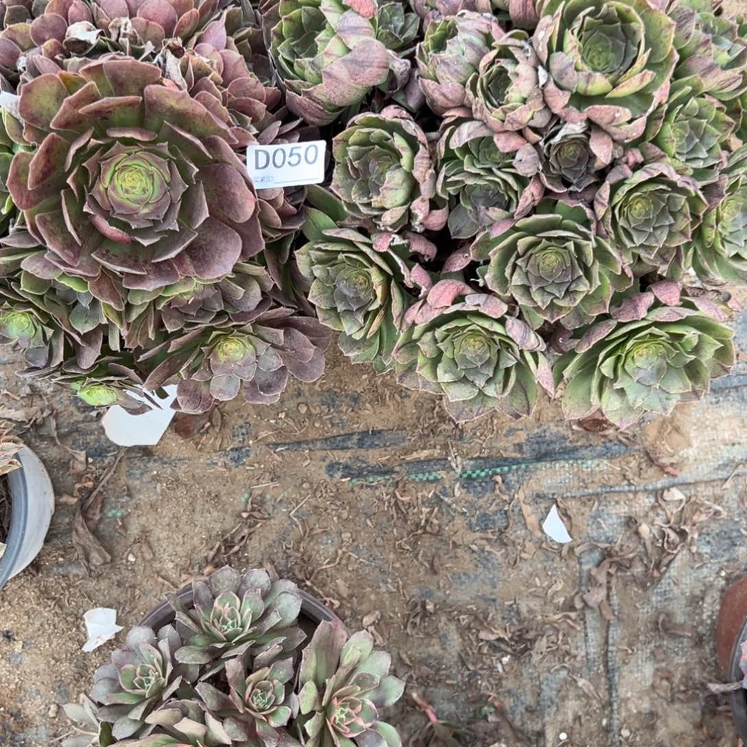 050两颗组合多肉植物法师