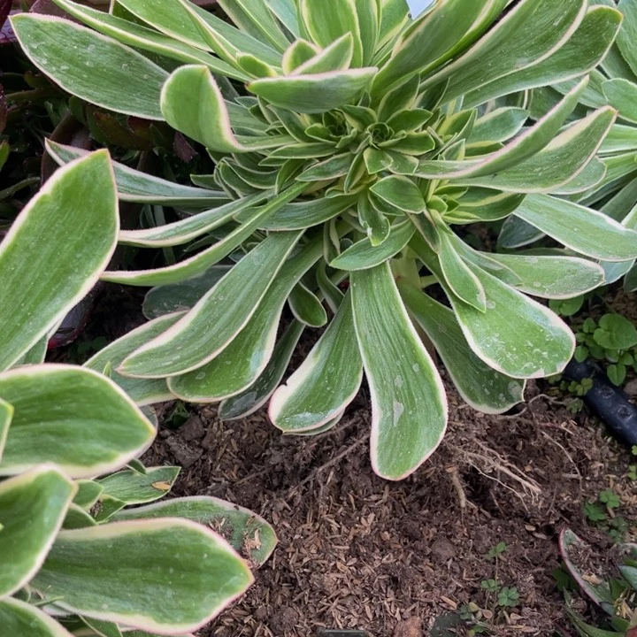 331大叶绿锦量多肉法师不包断枝