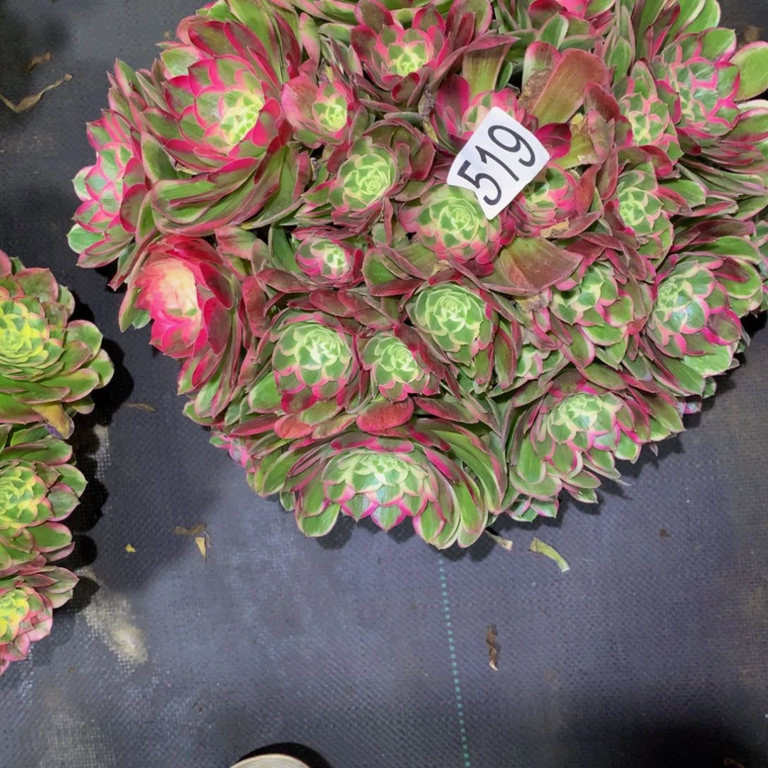 幺***妹法师多肉植物519孔雀翎