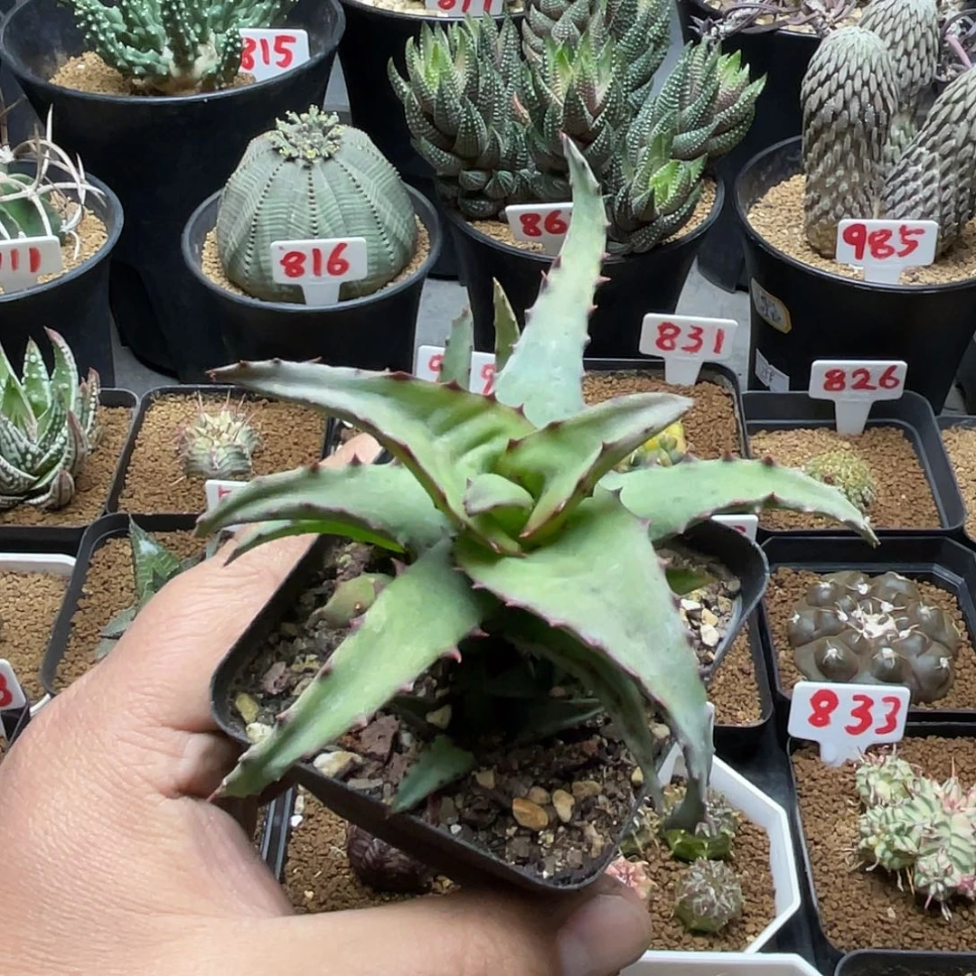实生红刺芦荟卡萨帝 脱土包邮