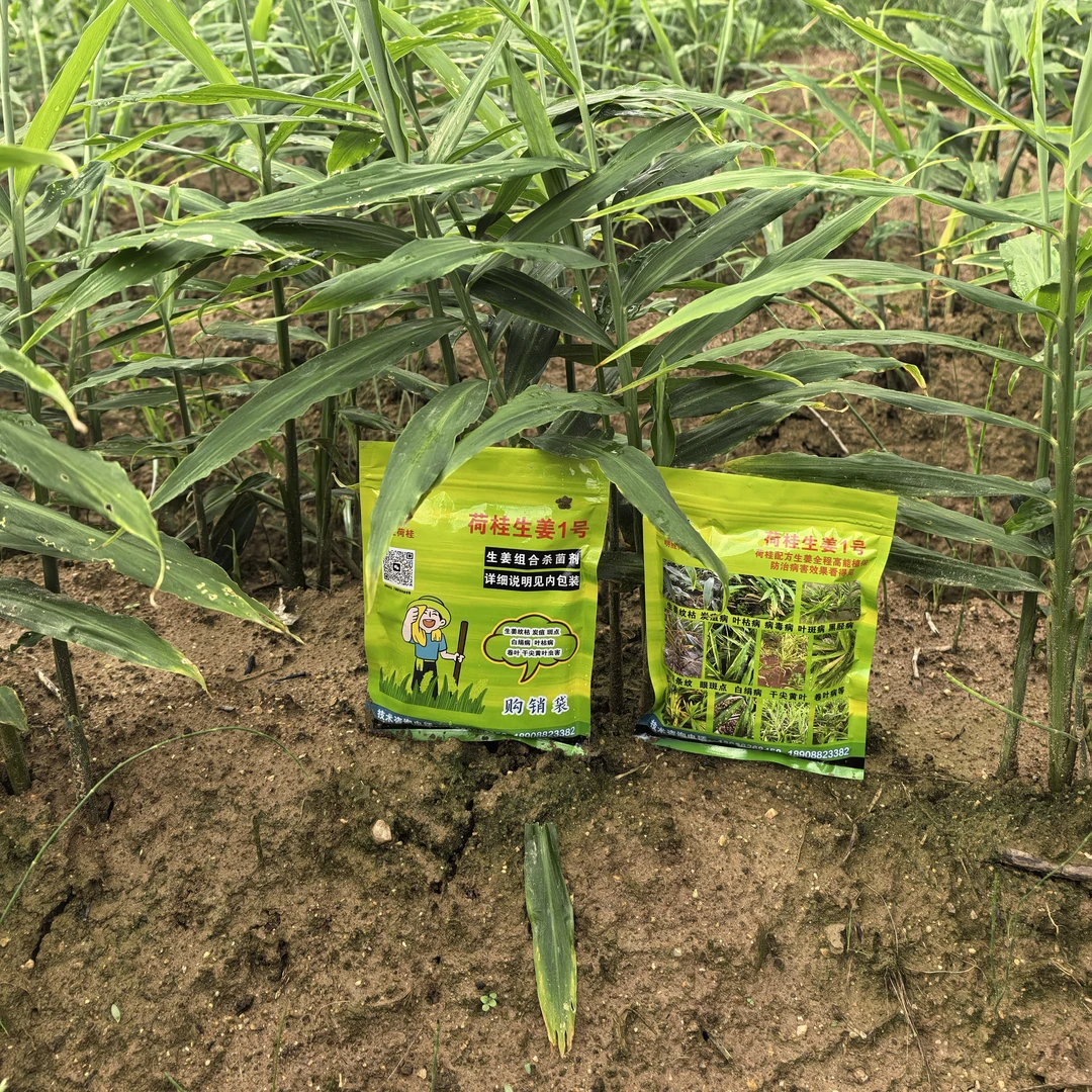荷桂生姜1号对生姜干尖黄叶纹枯病 配方一套一桶水杀菌剂