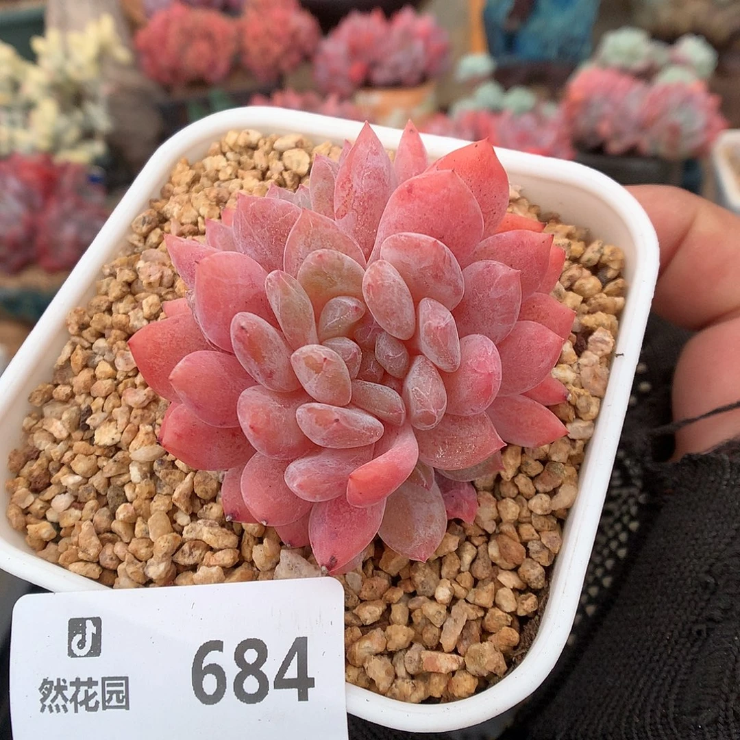 684日雪多肉植物666663