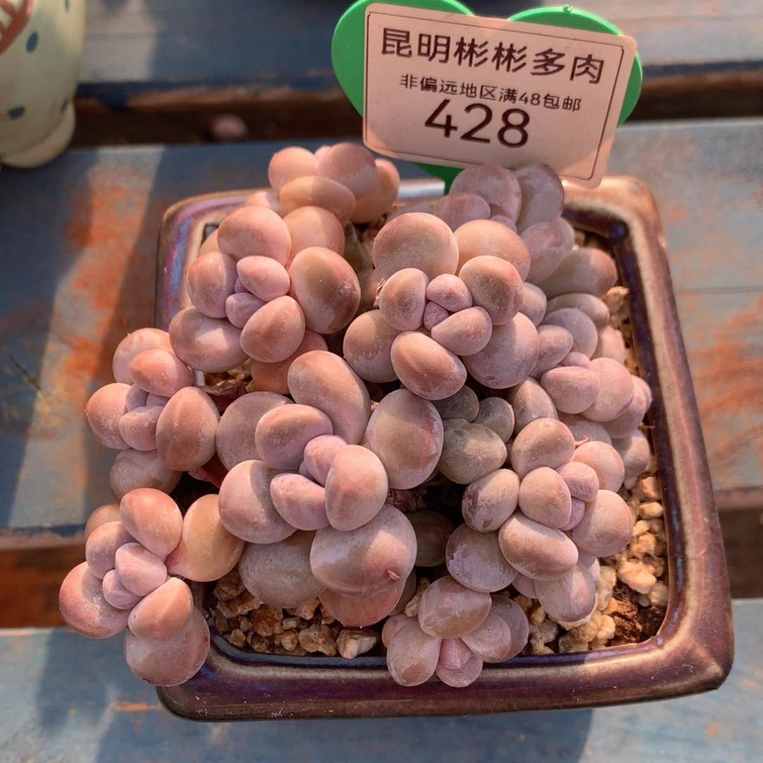 丸叶香玉矮桩平头428