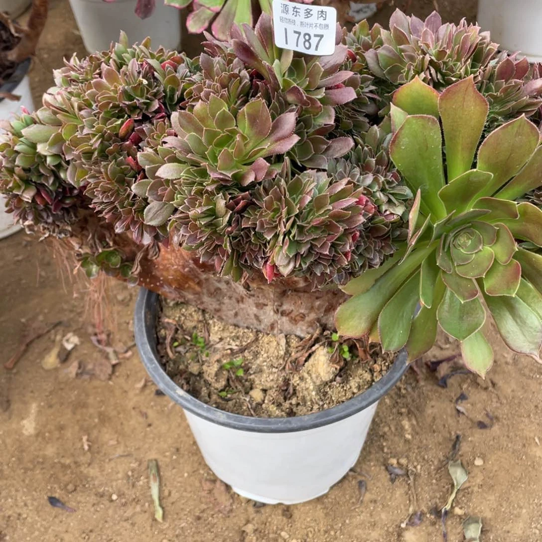 787柠檬多肉法师断枝不包