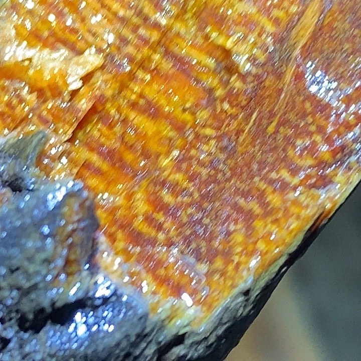 贡木把件黄金大爆龙