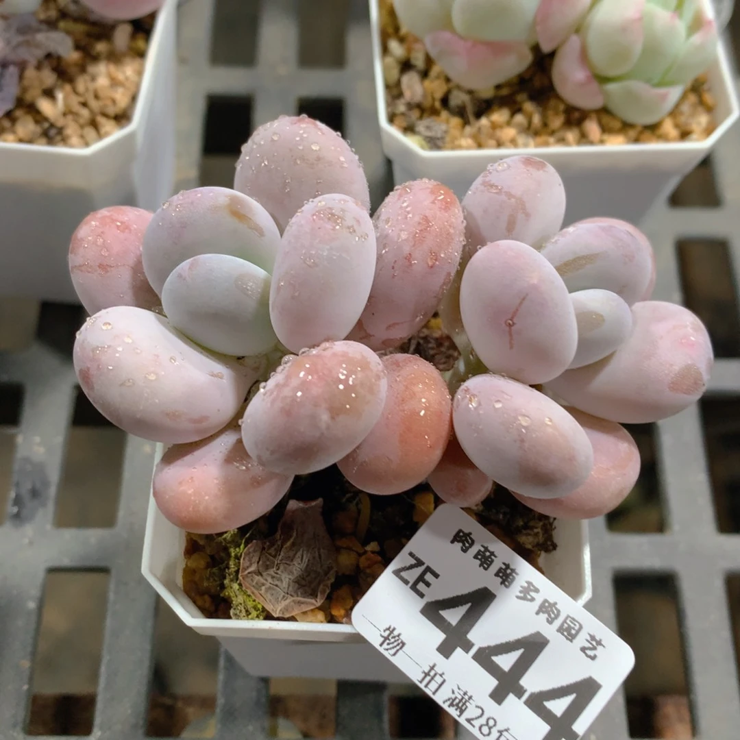 肉萌萌拇指盆精控多肉ZE444