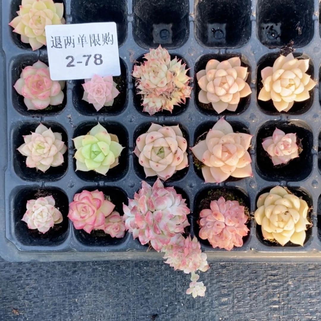 轻*2-78多肉多肉多肉多肉多肉