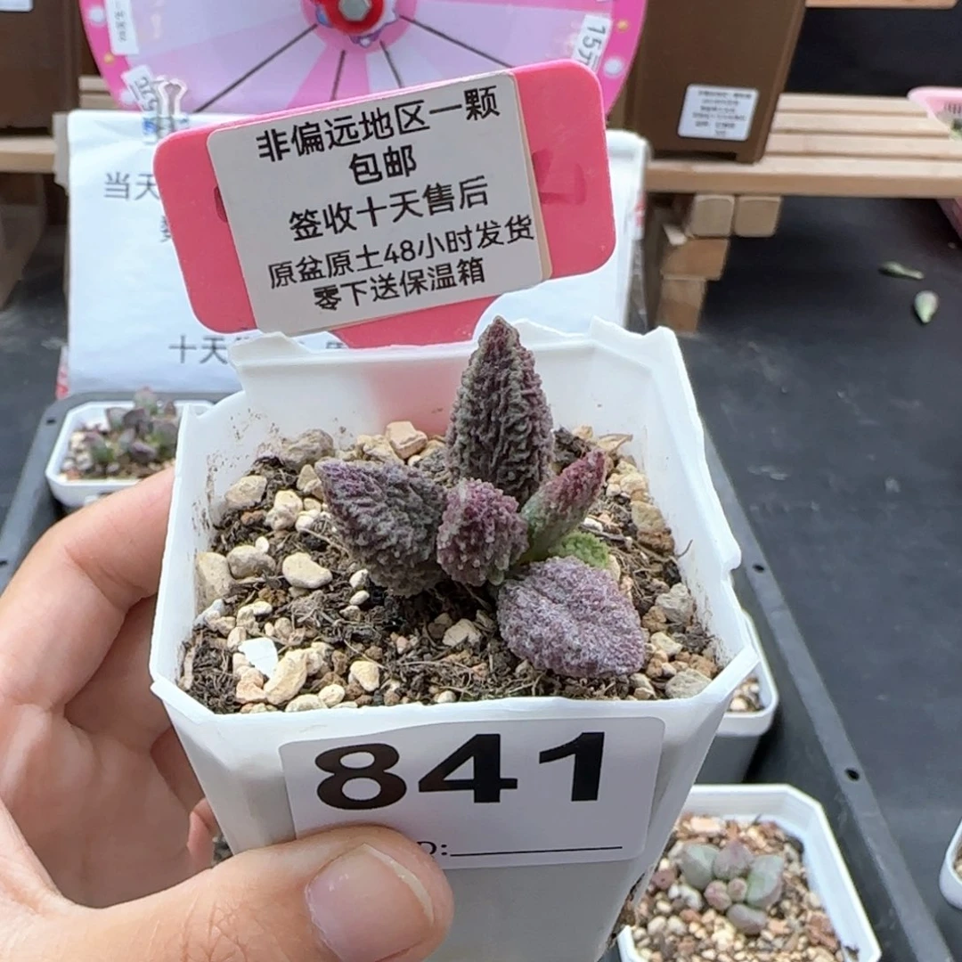 841苍龙多肉植物