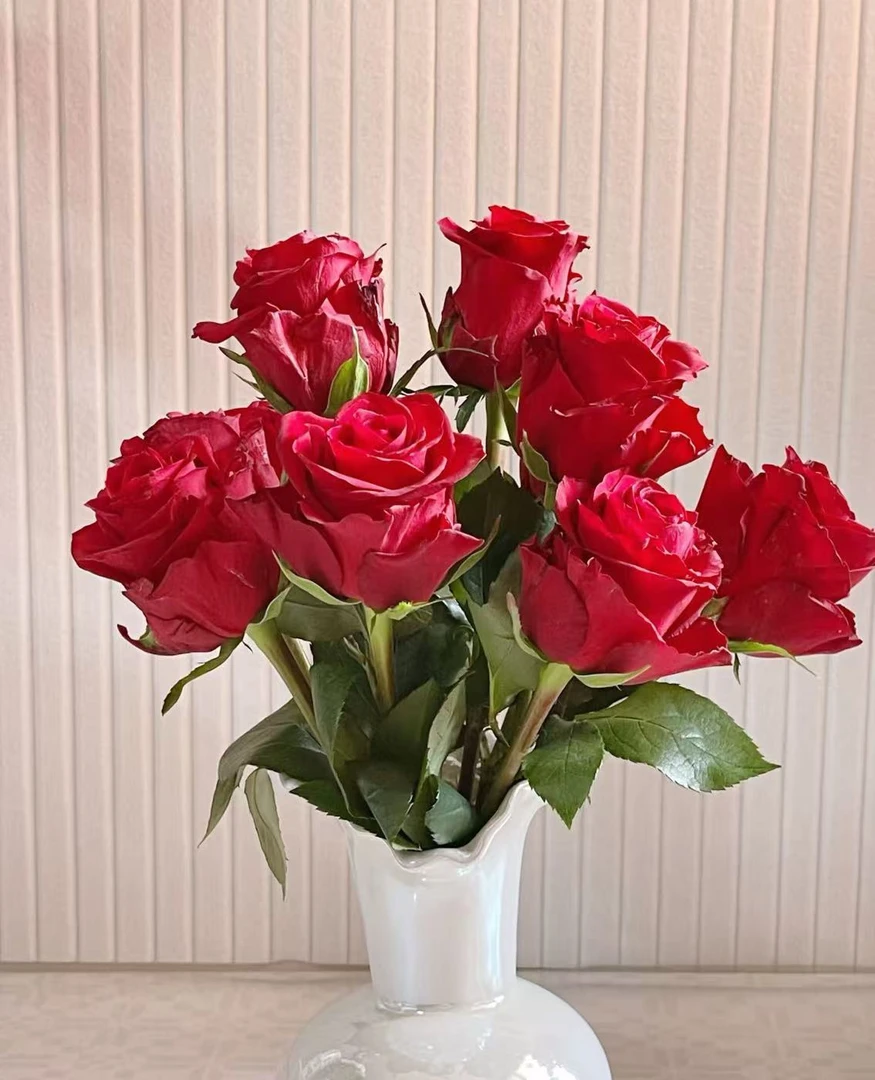 挚爱单头玫瑰 云南基地直发