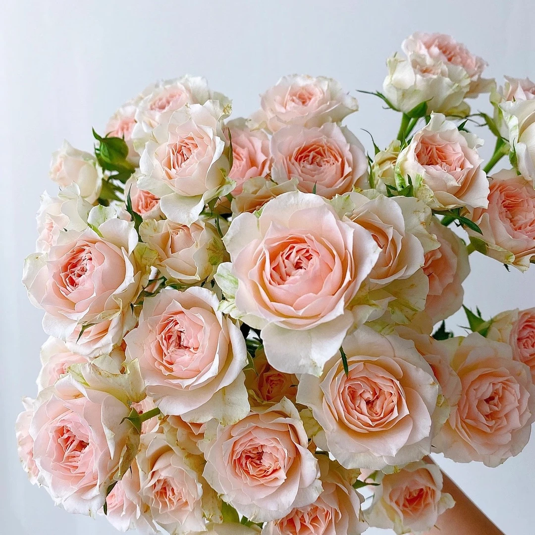 【桑塞尔9枝+1枝防损】三扎包邮 低温拍保温棉否则冻坏不售后