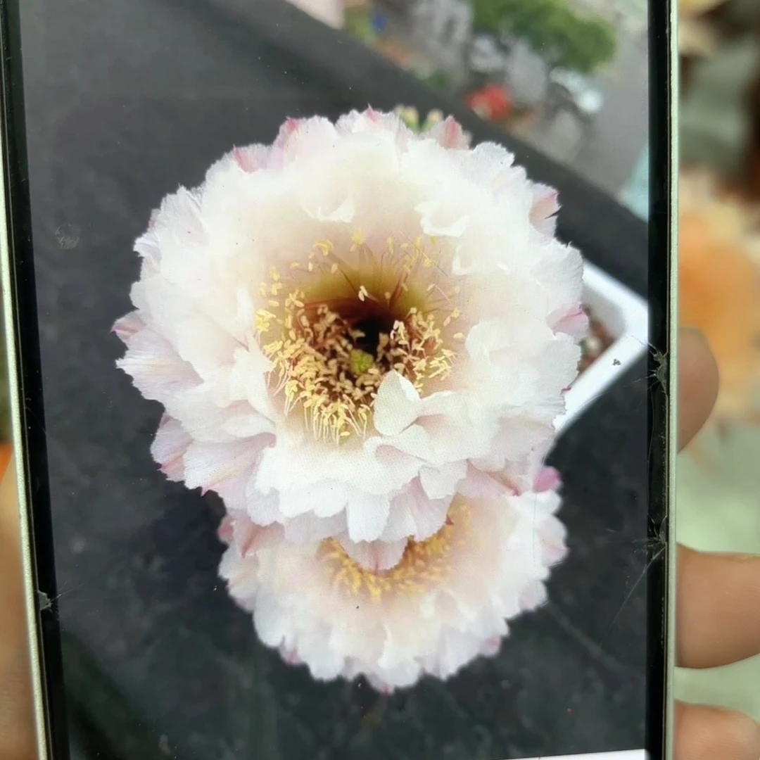 彩草黑美人6公分左右