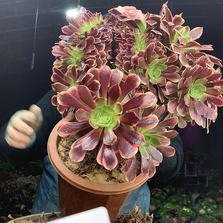 柒柒精品多肉脱土发货不包断侧枝S593