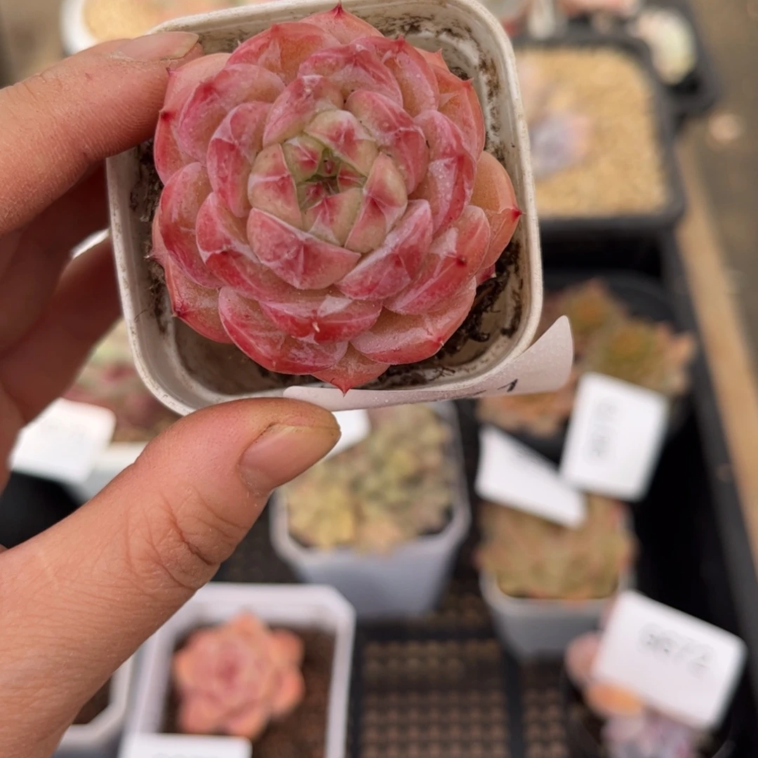 9671单头个体多肉