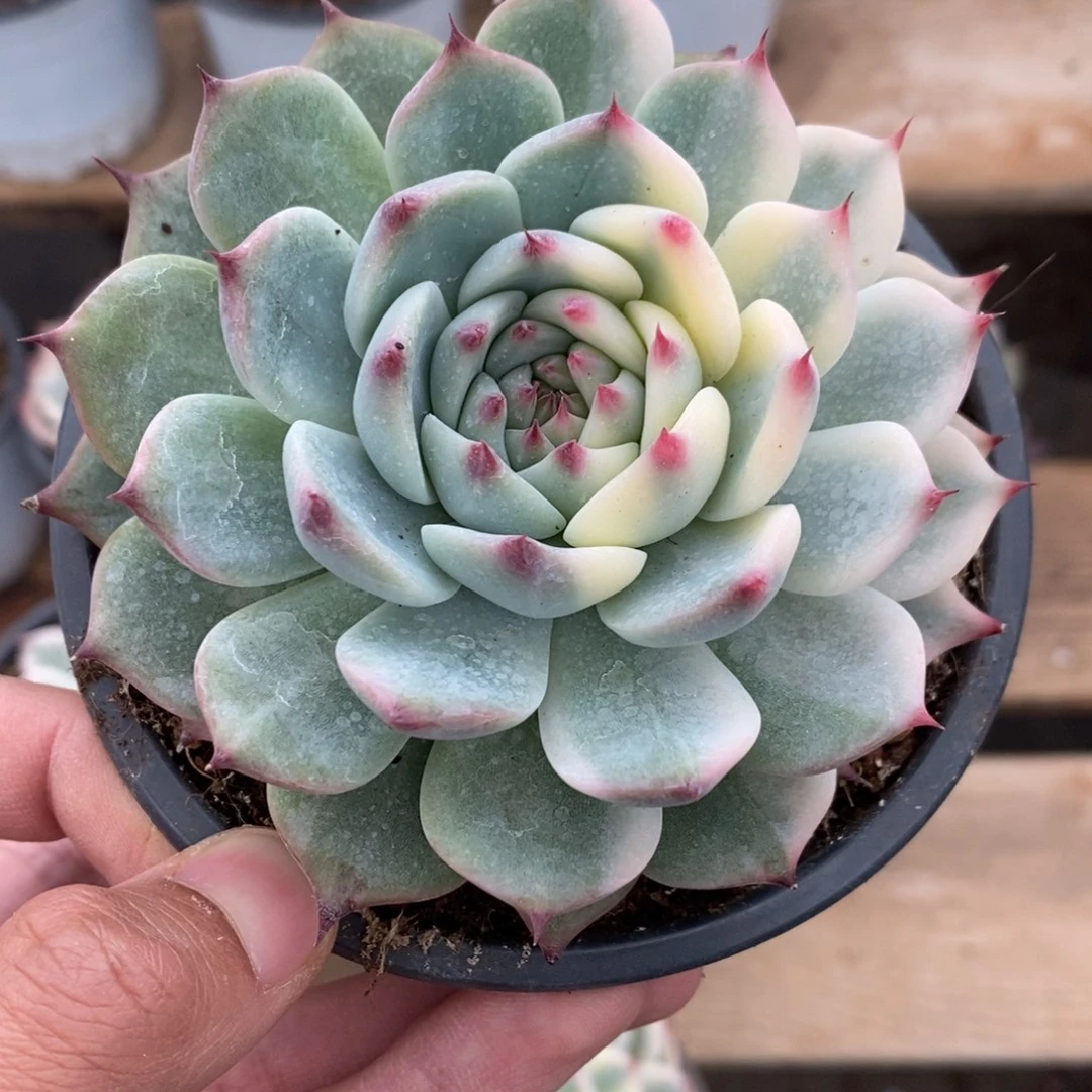 吉娃娃锦多肉植物A3099