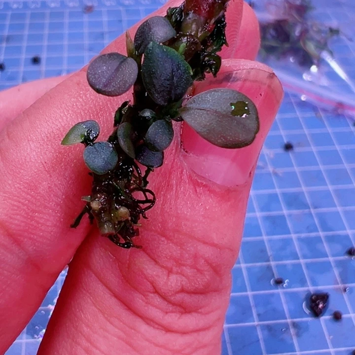 辣椒榕K6三号福利