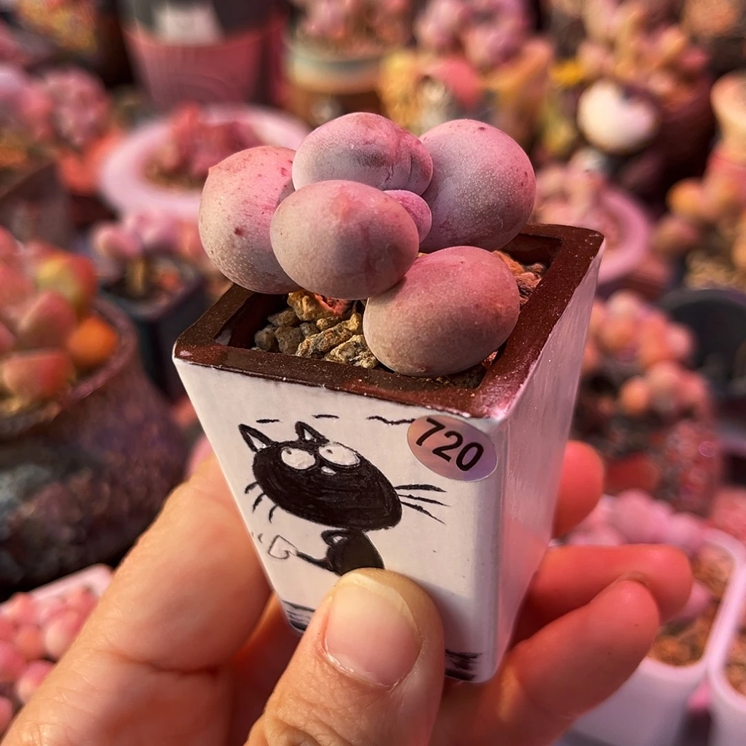 黄金鸡蛋大叶石化锦带盆