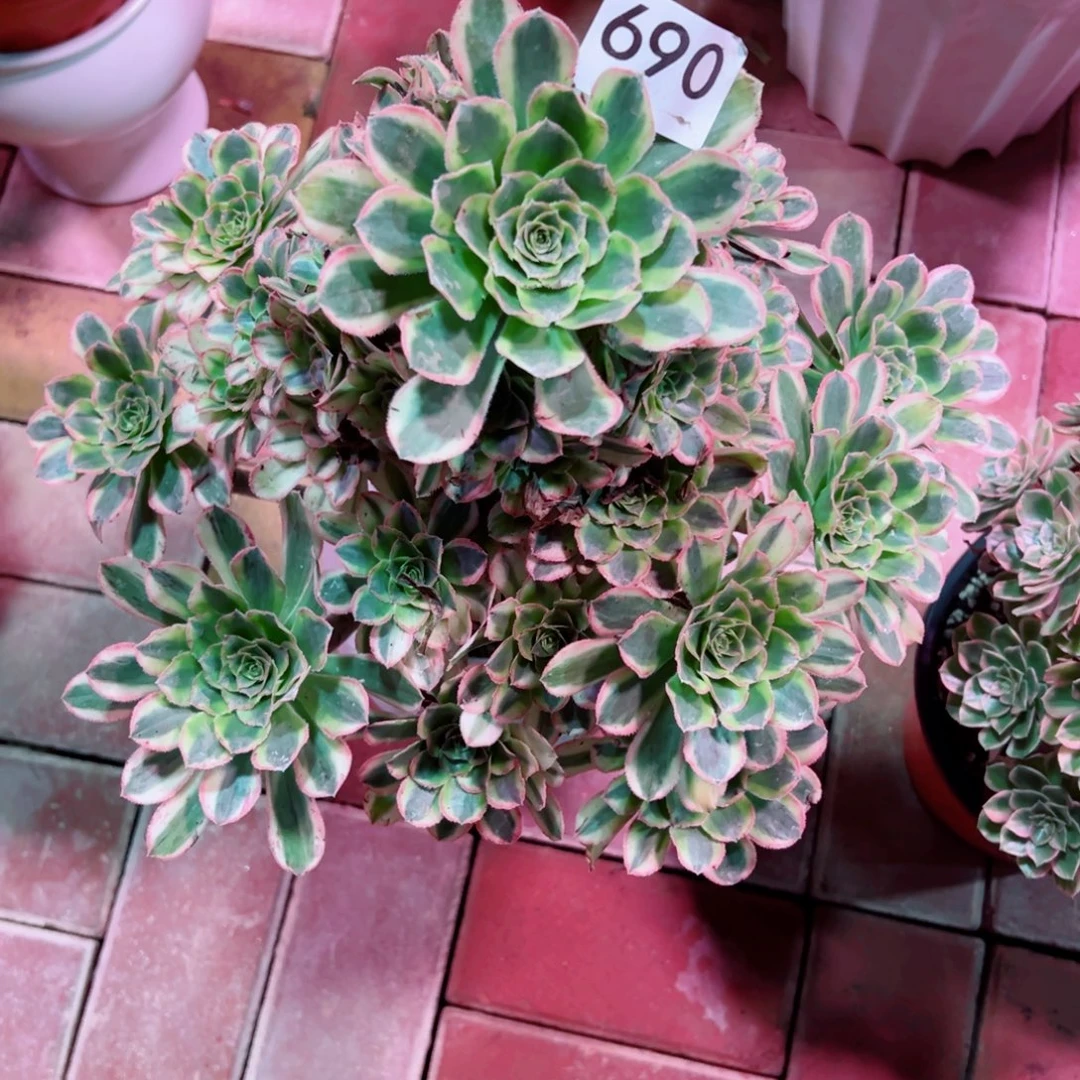 690白兰地法师多肉植物