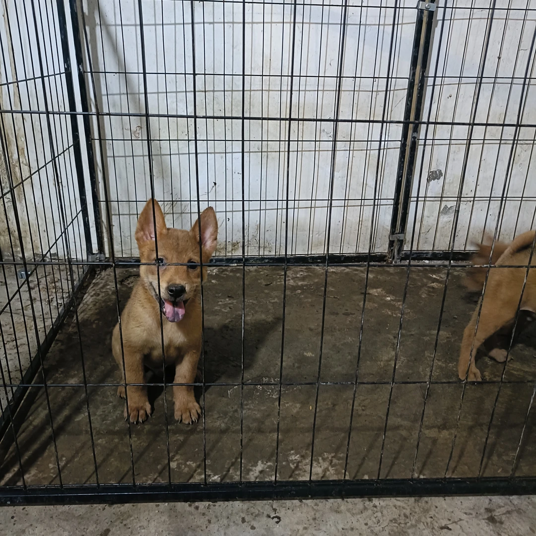 广西田园犬黄狗白面幼犬售卖