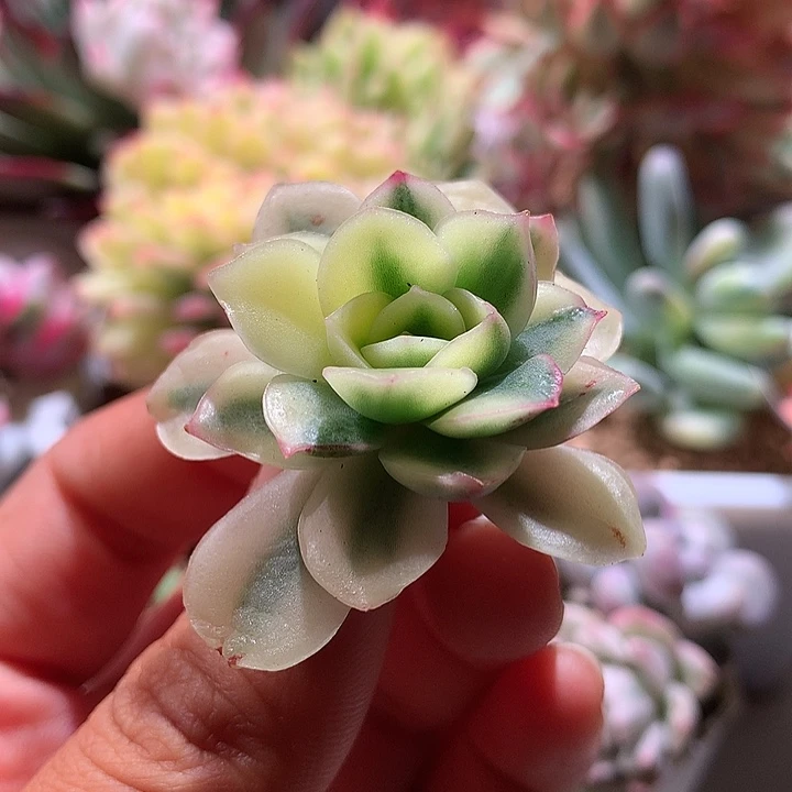 不知名东云腹轮锦可嫁接有根