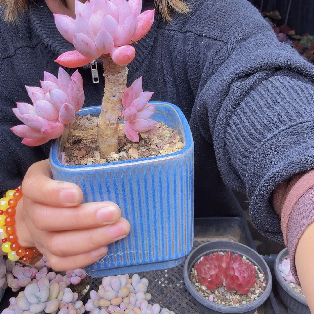 小***儿寄养一物一拍小老桩一物一拍