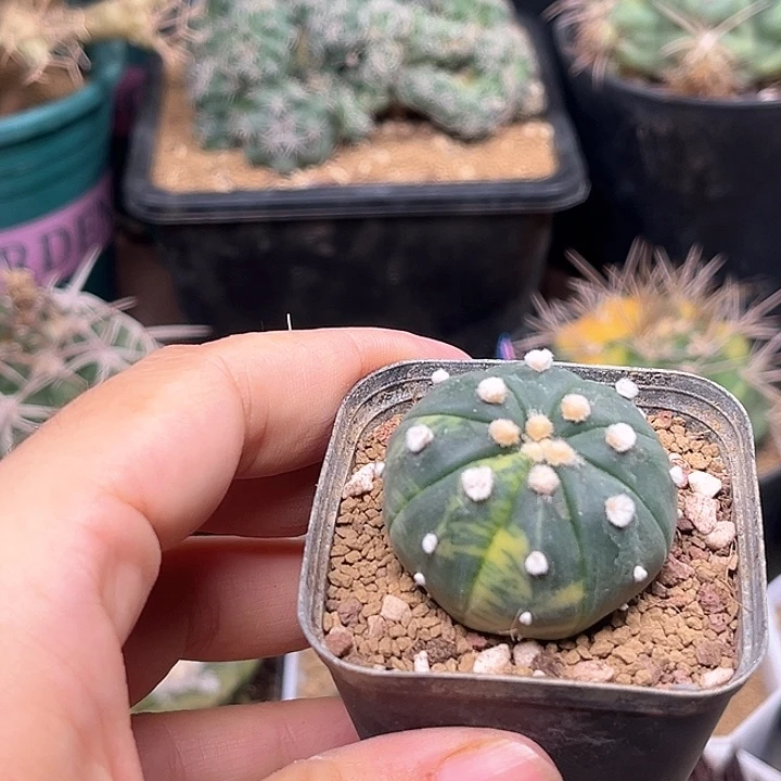 无花朵兜锦实生球3.6cm