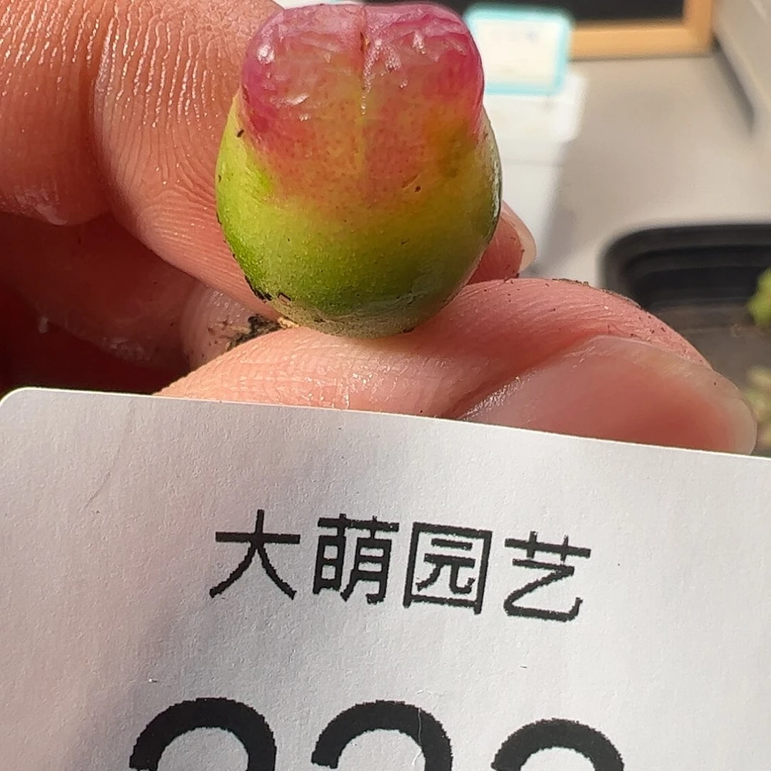 0000223 一物一拍……