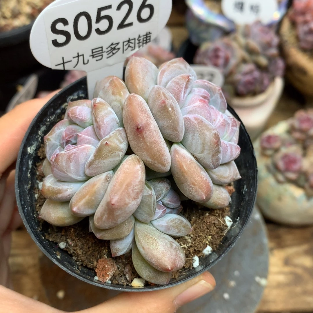 S0526 突尼斯 背景同款 新粉福利