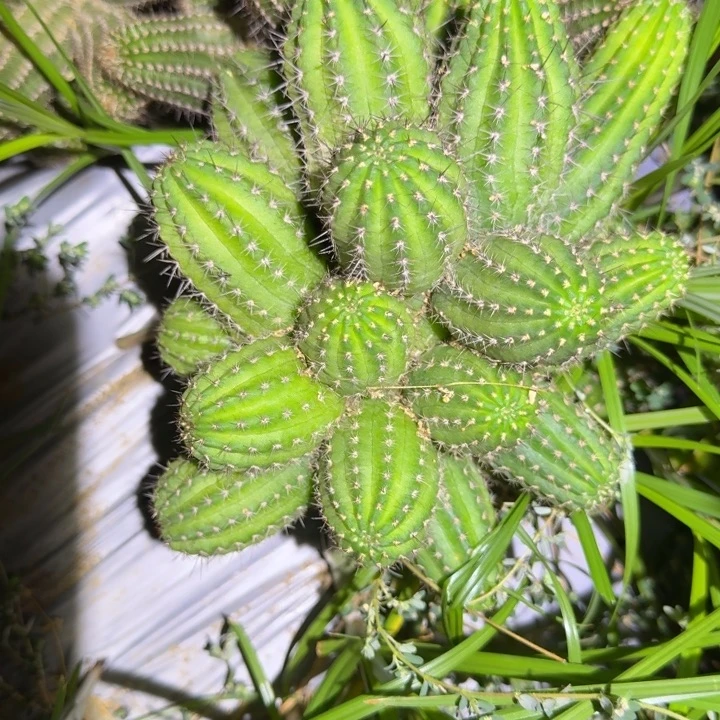 矮胖白檀1241群生926