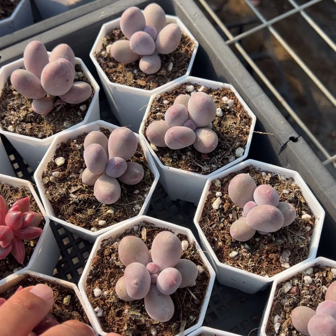 米可奶酪单头到手1颗量拍多肉满20元包邮