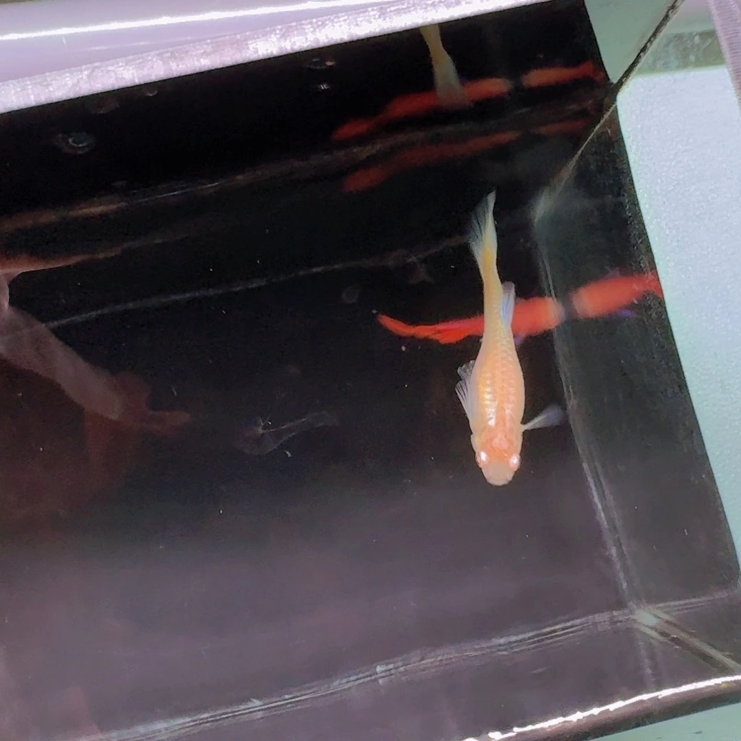 孔雀鱼霓虹大耳孔雀鱼