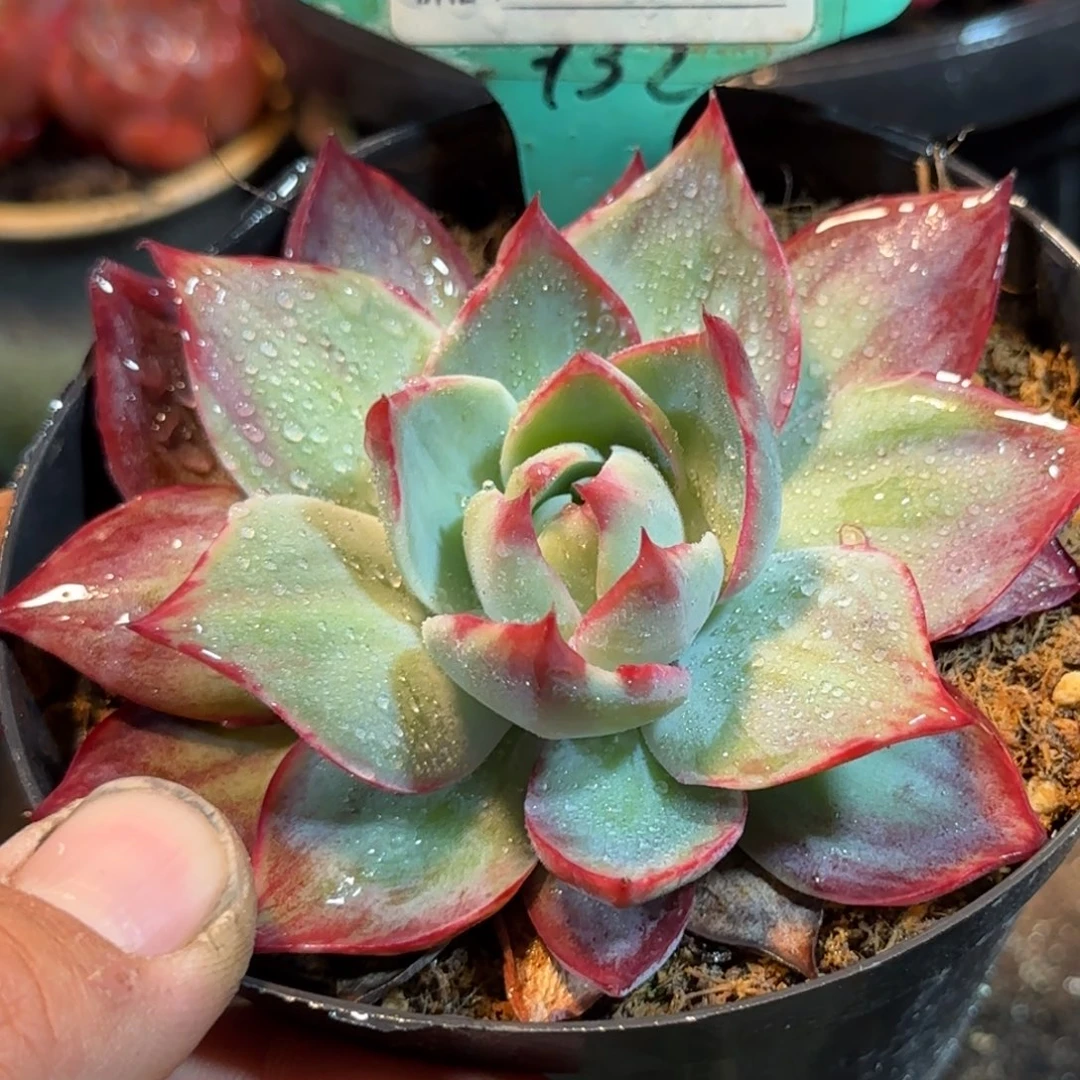 外翻拉丝惊鸿一物一拍包装收缩花旱638