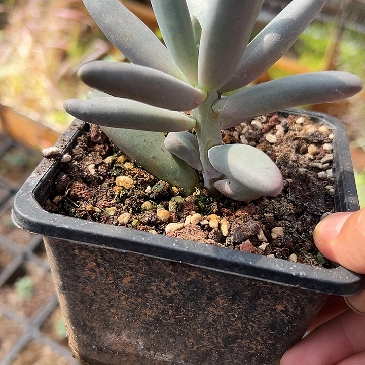 多肉花大单头多肉多肉