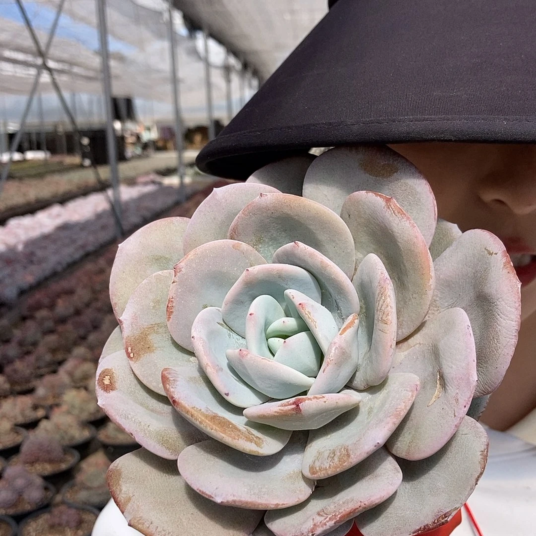 单头奶茶黑圆盆随机