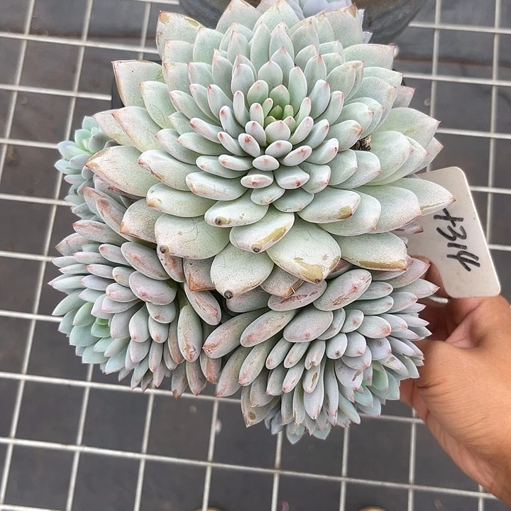 晨语多肉，一物一拍314星星橙