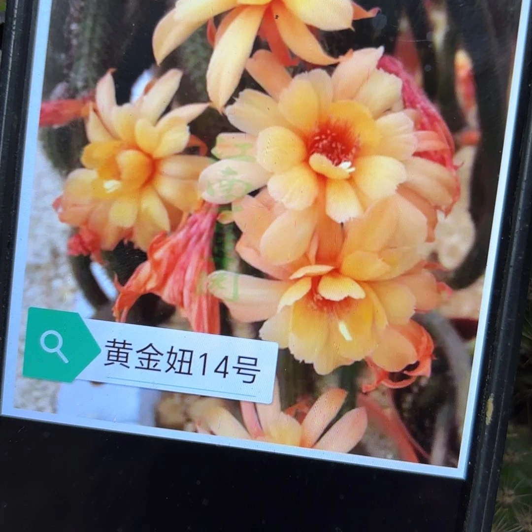 1颗金妞14 侧牙20包邮仙人球11