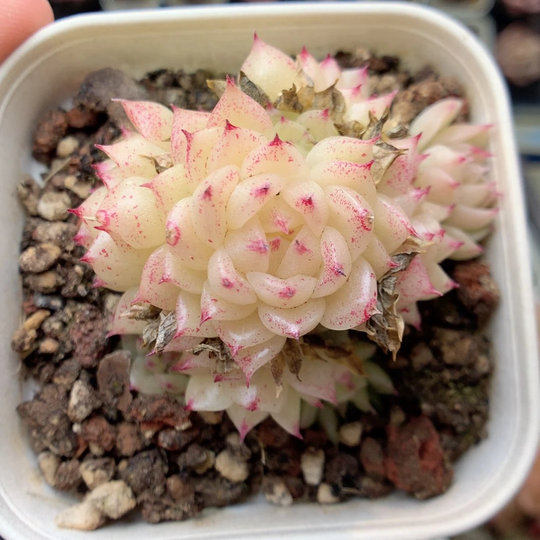 F191 ，20包邮两天凑单偏远地区不发货