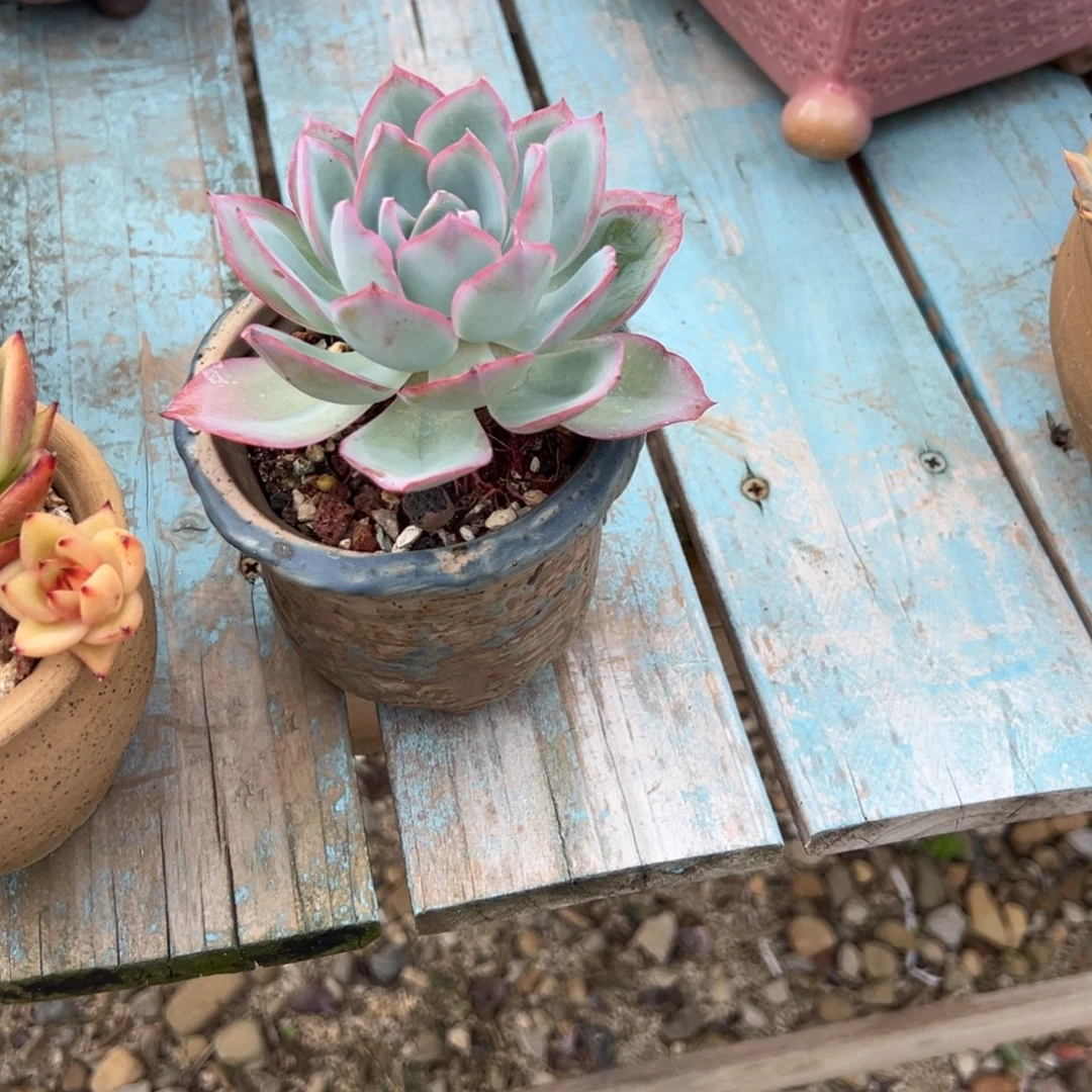L***0蓝光多肉植物脱土