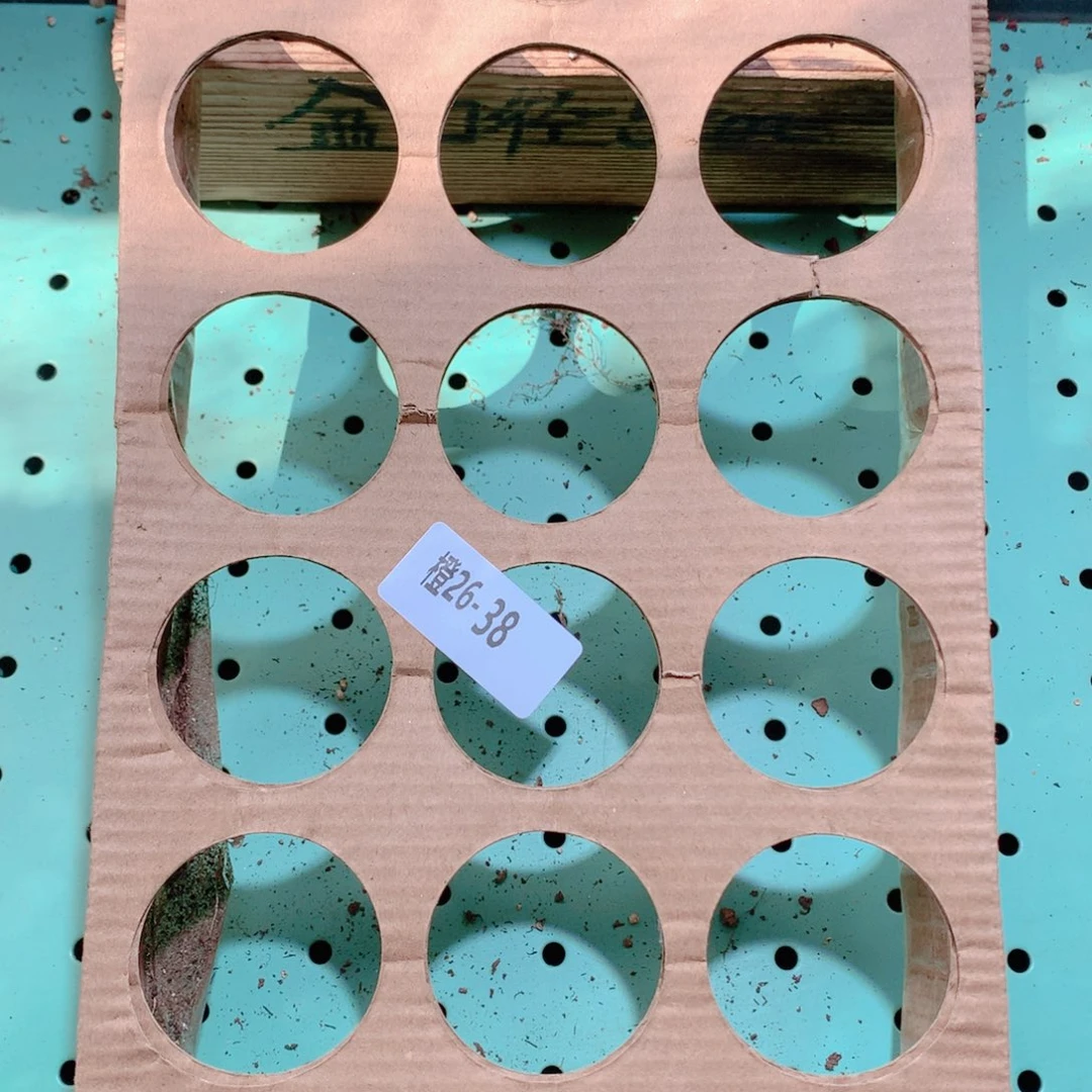 26-38一物一拍带盆18颗19.9米10组