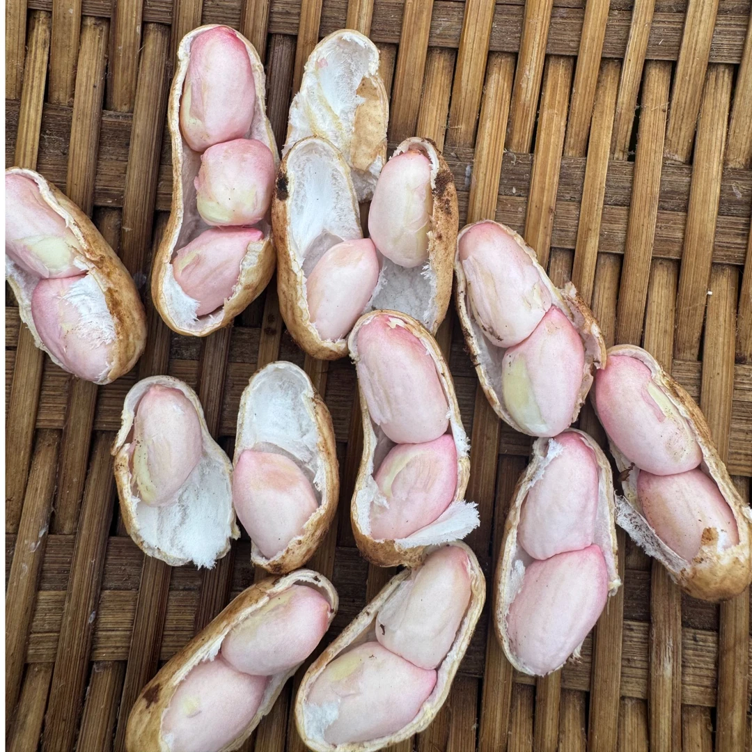 四川水果花生农家自种新鲜现挖精选带壳饱满