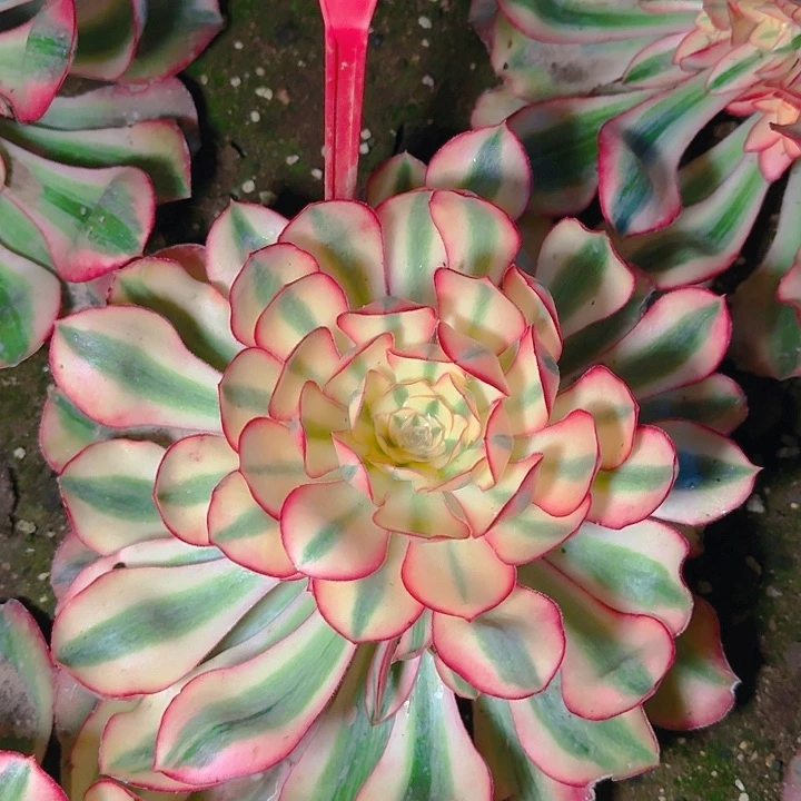 阿*2-183爱丽丝多肉法师