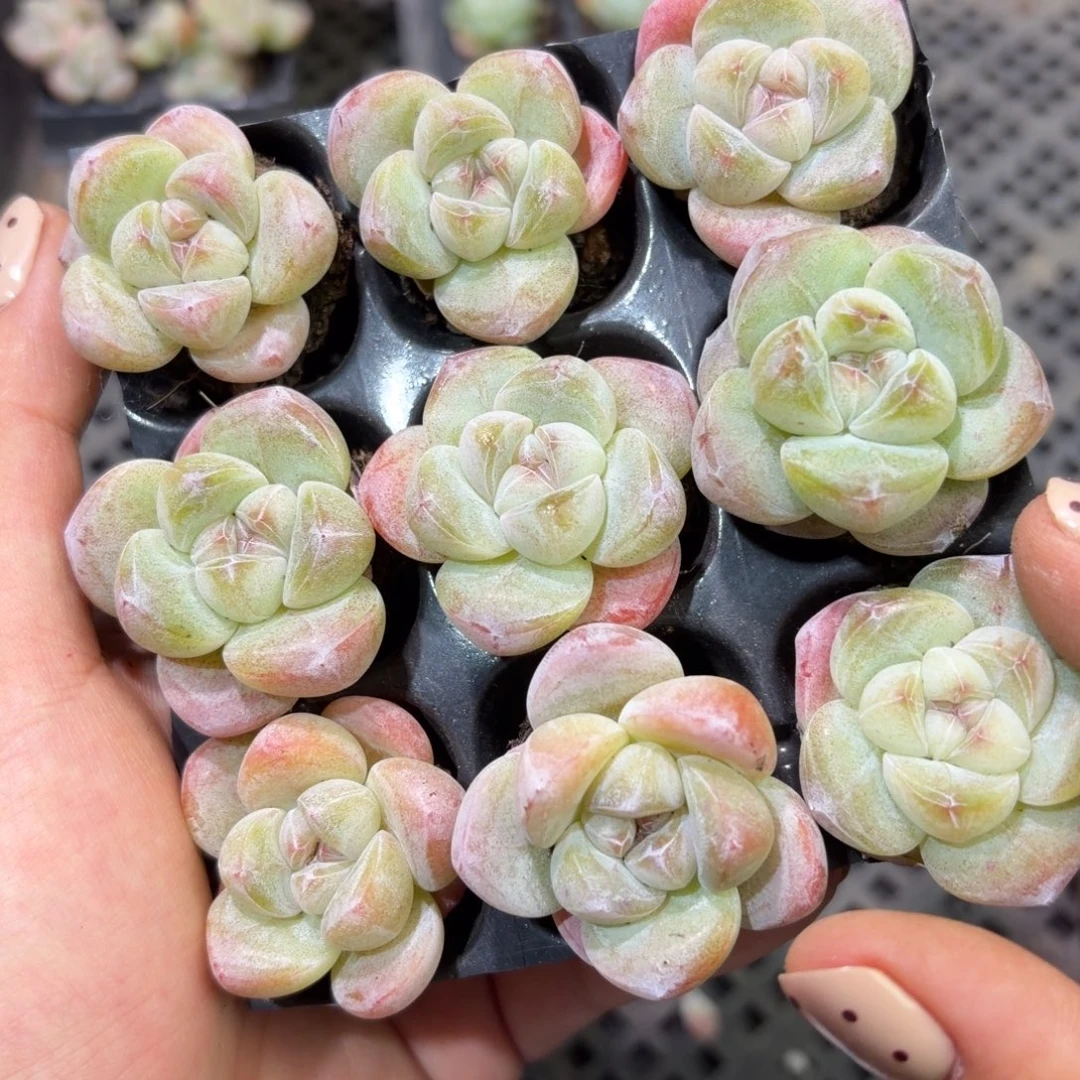 60 号到手1框江北多肉一物一拍