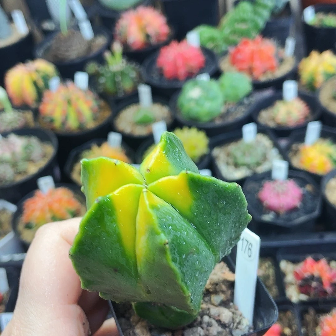 球上球非偏远地区满25包邮仙人球裸根