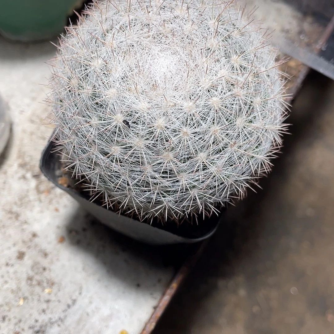 (***豹仙人球实生满月球