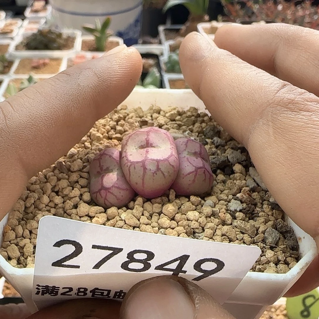 野*28包邮脱土发货27849