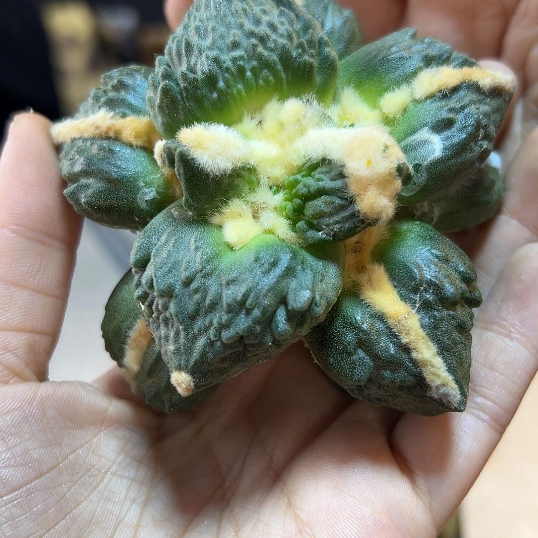 11号苗接蛋怒带叉毛缀无根9.2公分