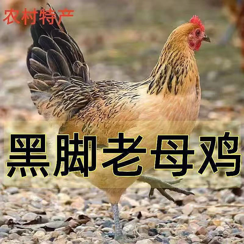 农家放养2年黑脚黄油老母鸡带内脏2只净重5斤