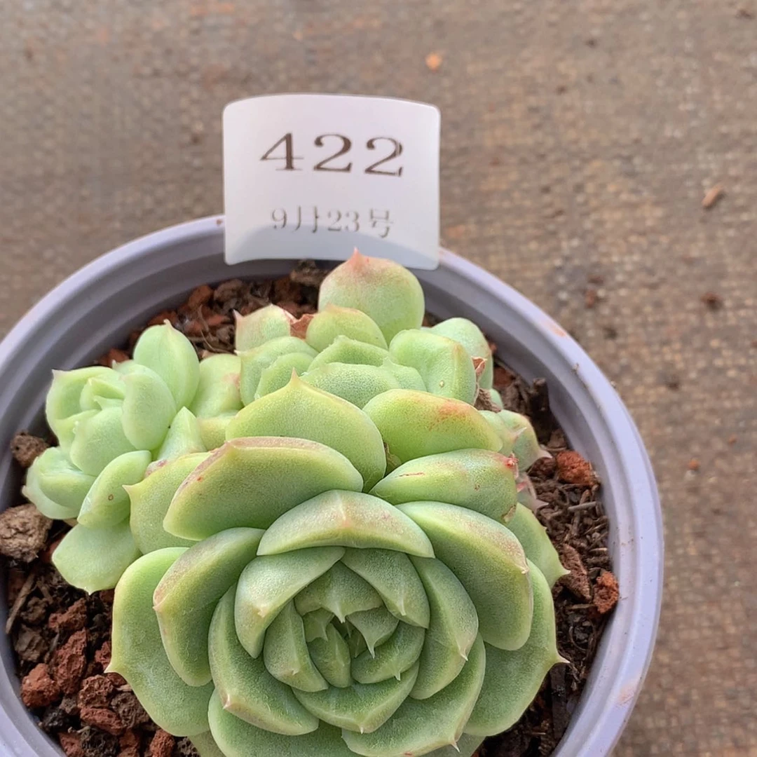 【闪购商品】云422号麦秆7厘米