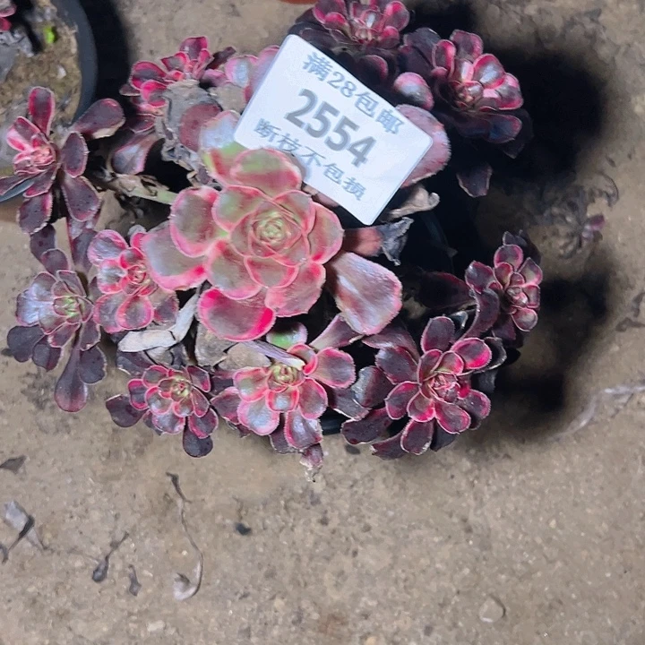 2554丽娜多肉植物保护
