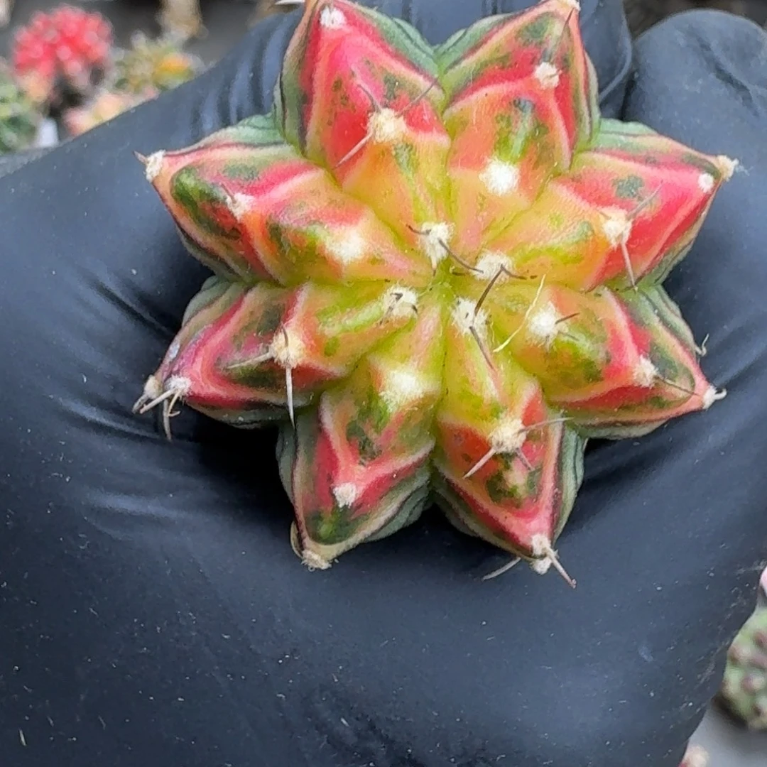 泰球侧芽米哈锦36号