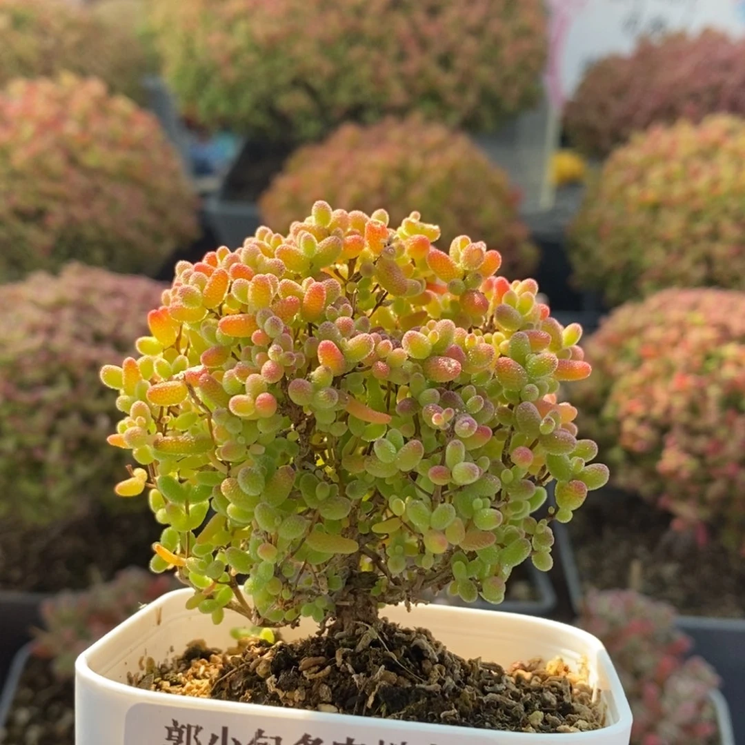 蜜橘糖球4233枝干番杏